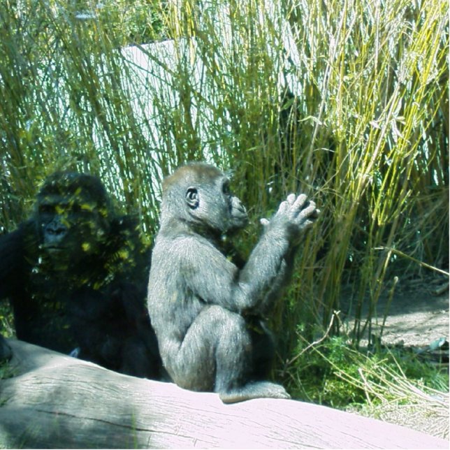 Porte-clé Photo Sculpture Baby Gorilla Photosculpture (Devant)