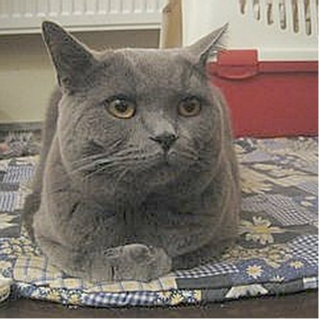 Porte-clé Photo Sculpture British_Shorthair_grey (Devant)