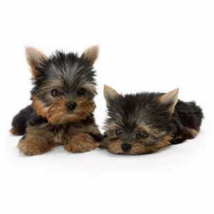 Porte-clé Photo Sculpture Chiots du Yorkshire Terrier