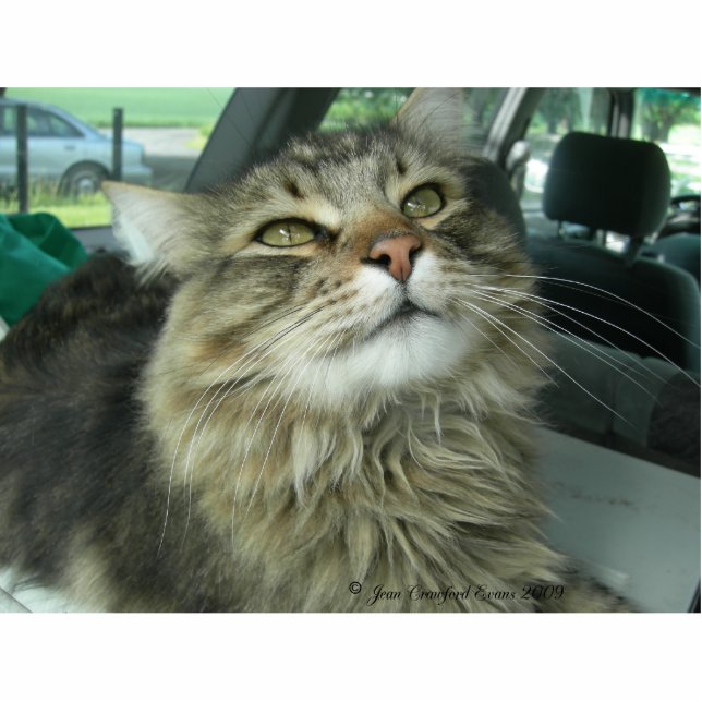 Porte-clé Photo Sculpture Maine Coon kitty (Devant)