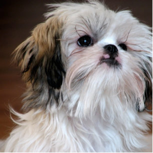 Porte-clé Photo Sculpture ShihTzu
