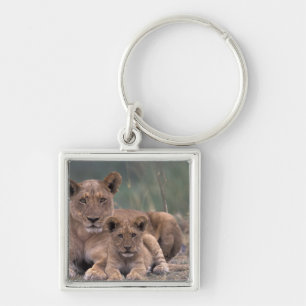 Porte-clés Afrique, Botswana, Delta de l'Okavango. Lions