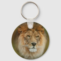 Afrique du Sud Majestic Lion Fermer