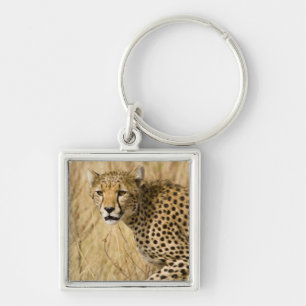 Porte-clés Afrique. Kenya. Guépard au parc national de Sambur