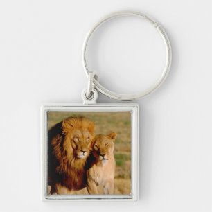 Porte-clés Afrique, Namibie, Okonjima. Lion & Lion