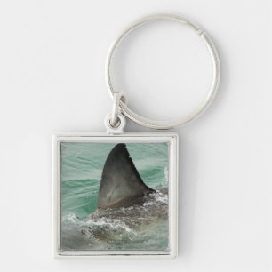 Porte-clés Aileron dorsal d'un grand requin blanc