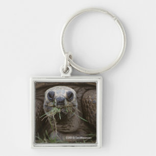 Porte-clés Aldabra Tortoise Pâturage
