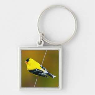 Porte-clés American Goldfinch - Photo originale