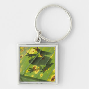 Porte-clés AMÉRIQUE CENTRALE, Costa Rica, Grenouille en contr