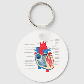Porte-clés Anatomie_Coeur