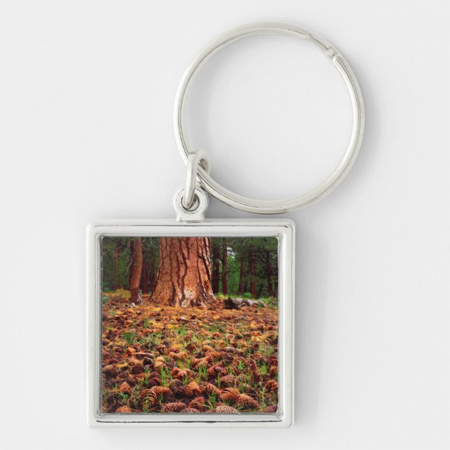 Porte-clés Ancien arbre de Ponderosa aux cônes de pins (Devant)