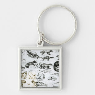 Porte-clés Animaux carnivores