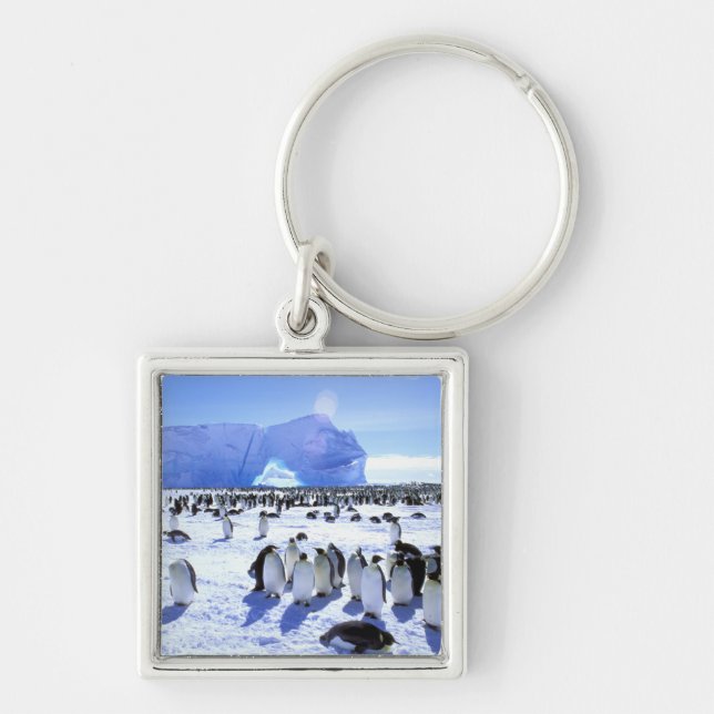 Porte-clés Antarctique, péninsule Antarctique, mer de Weddell (Devant)