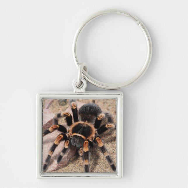Porte-clés Araignée de Tarantula au genou rouge mexicain (Devant)