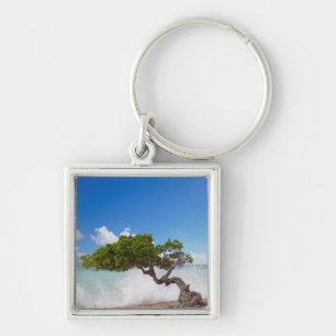 Porte-clés Arbre Divi Divi, Eagle Beach, Aruba, Caraïbes