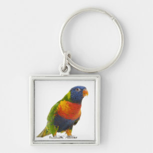 Porte-clés Arc-en-ciel femelle Lorikeet - Trichoglossus