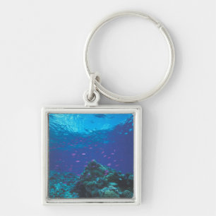 Porte-clés Australie, Grande Barrière de Corail. Violet Swiss