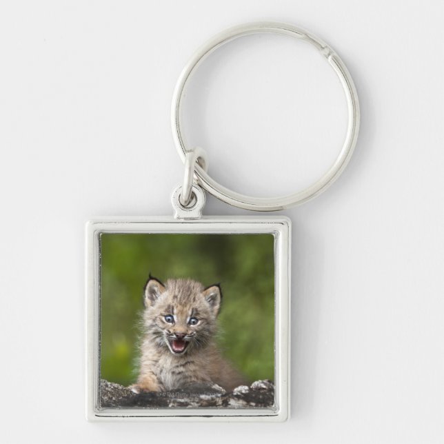 Porte-clés Bébé Lynx (Lynx Canadensis) regardant au-dessus (Devant)