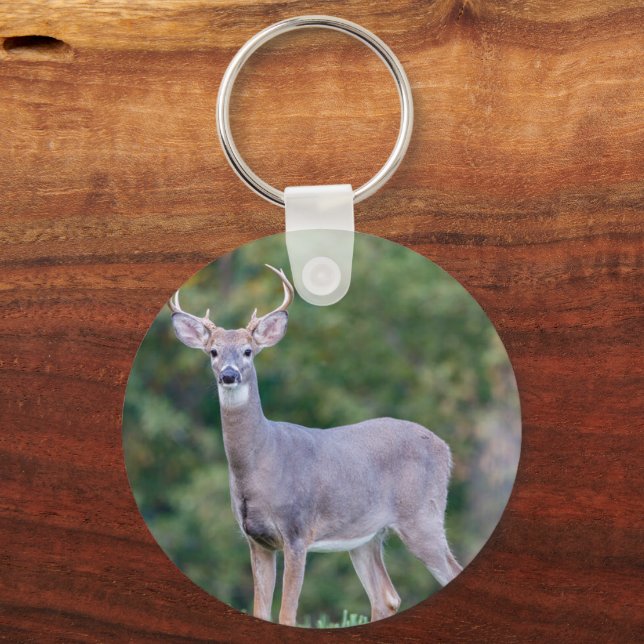 Porte-clés Belle Buck Deer à queue blanche en champ (Recto)
