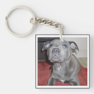 Porte-clés Blue Staffordshire Bull Terrier Puppy