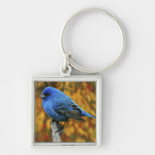 Porte-clés Bruant indigo mâle, Passerina cyanea