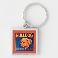 Bull Dog sur un Arrière - plan bleu