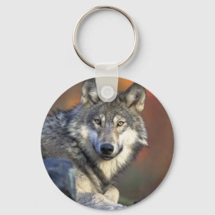 Porte-clés Canis_lupus_Loup gris