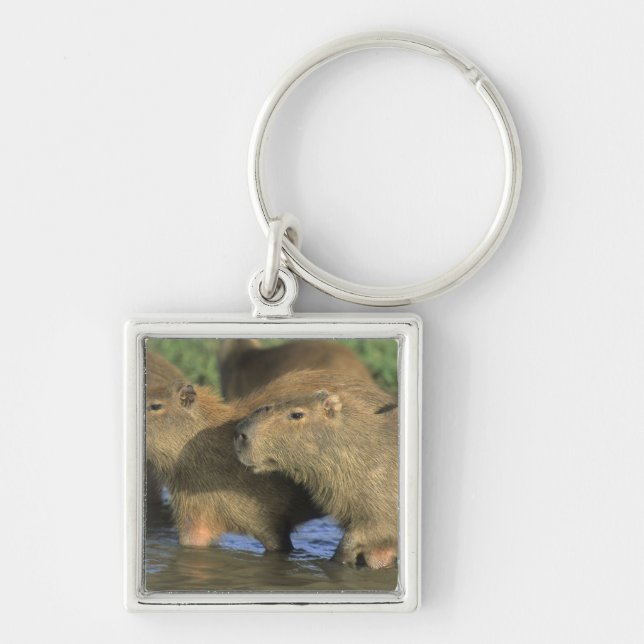 Porte-clés Capybara, Hydrochaeris hydrochaeris), du monde (Devant)