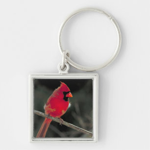 Porte-clés Cardinal rouge perché sur une branche d'arbre