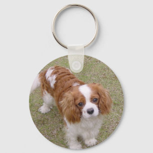 Porte-clés Cavalier roi-charles-spaniel plein