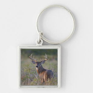 Porte-clés cerf de Virginie Odocoileus virginianus