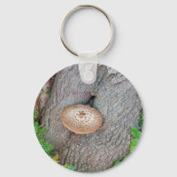 Champignons sur un champignon d'arbre