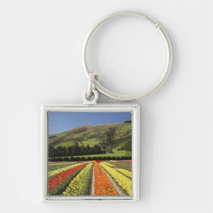 Porte-clés Champs de tulipes, près de Tapanui, ouest d'Otago,