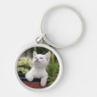 Chaton blanc turc
