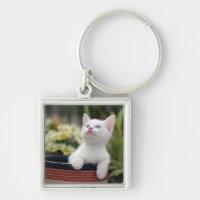 Chaton blanc turc