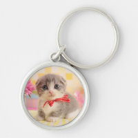 Chaton de Munchkin