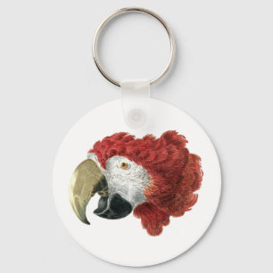 Porte-clés Chef d'une Macaw (1725-1792) Aert Schouman