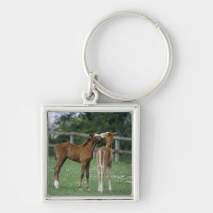 Porte-clés Chevaux - pur sangs, poulains,