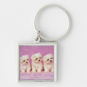 Porte-clés Chien maltais ; est une petite race du chien blanc