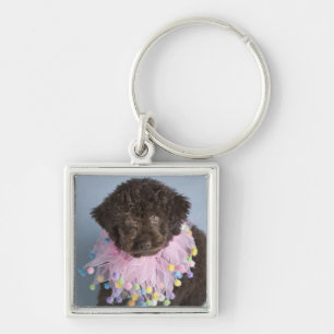 Porte-clés Chiot italien de chien d'eau (Lagotto)