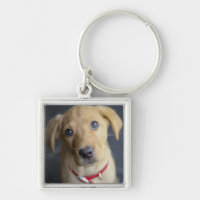 Chiot rouge de Fox Labrador