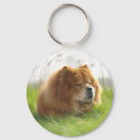 Chow-Chow Hund