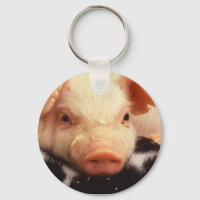 Cochon de porc adorable face Snout