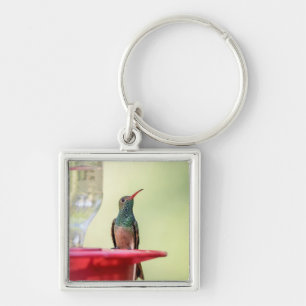 Porte-clés Colibri à ventre cassé au Texas