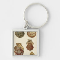 Coquilles antiques craquelées