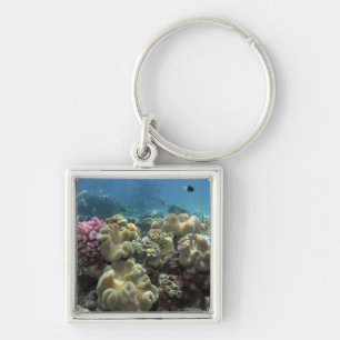 Porte-clés Corail, récif d'Agincourt, Grande barrière de cora
