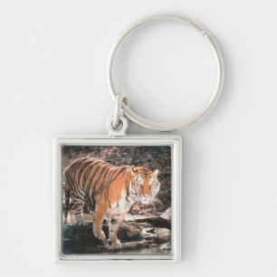 Porte-clés Courant de croisement de tigre