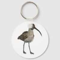 Courlis eurasien