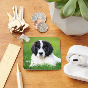 Porte-clés Cutest Baby Animals   Newfoundland Puppy