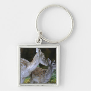 Porte-clés Damwild, dama de Dama, cerf commun affriché,